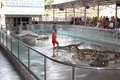 Eläinpuiston Krokotiili Show